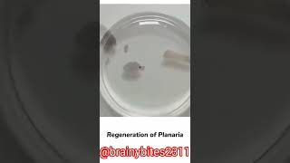 Regeneration of Planaria biodiversity education bio biology biohazard [upl. by Emera]