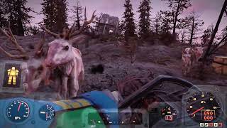 Fallout 76  Kill a Radstag 09 Easy Location to find Radstags [upl. by Leigha111]