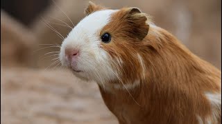 🥬 Když mají morčátka hlad 🐹 I Caviaterapie [upl. by Arbe175]