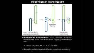 Robertsonian Translocations amp Correlation to Down Syndrome [upl. by Ramar200]