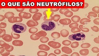 O que são NEUTRÓFILOS Qual sua FUNÇÃO TIPOS e NÍVEL IDEAL  Glóbulos Brancos [upl. by Oaks414]