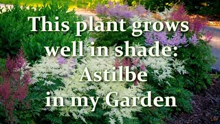 How Im Planting and Growing Astilbe in my Garden Astilbe varieties  Alexas Garden [upl. by Giacopo]