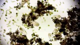 Pantoffeltierchen Rudel  Paramecium  Leben im Wassertropfen  microcosmos in Full HD [upl. by Fasano521]