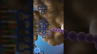 Translation Protein Synthesis  and Role of Ribosome mRNA and tRNA [upl. by Gavette]