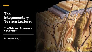 The Integumentary System The Skin and Accessory Structures [upl. by Barthol]