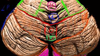 Sistema nervioso central Cerebelo 2 [upl. by Starbuck902]
