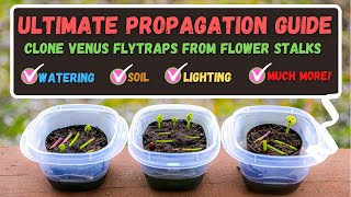 Venus Flytrap Propagation  How To Propagate Venus Flytraps From Flower Stalk Cuttings [upl. by Nevaed]