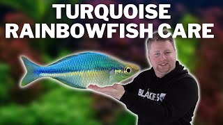 Turquoise Rainbowfish Care Guide  Caring for and Breeding the Lake Kutubu Rainbowfish [upl. by Tteltrab674]