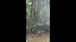 LISTEN Cicadas insanely loud in Alabama [upl. by Ydnam]