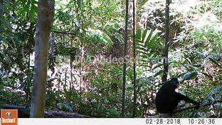 Northern yellowcheeked crested gibbon in Virachey NP [upl. by Aihtenyc903]