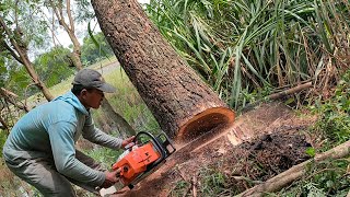 Husqvarna 3120xp Vs Stihl m881 Master chainsaw Vs cameraman [upl. by Nomzed]