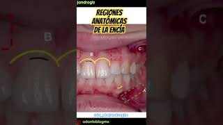 Regiones anatómicas de la Encía shorts encias encía periodoncia odontoblogmx odontoblog [upl. by Modesta]