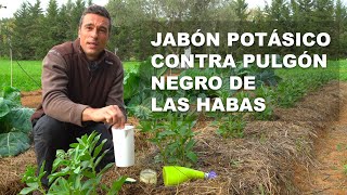 JABÓN POTÁSICO CONTRA PULGÓN NEGRO DE LAS HABAS [upl. by Nnayd616]