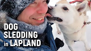 DOG SLEDDING in Lapland  Winter Adventure in Kiruna Sweden [upl. by Housum]