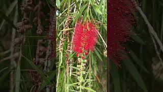 Callistemon rigidus [upl. by Zohar773]