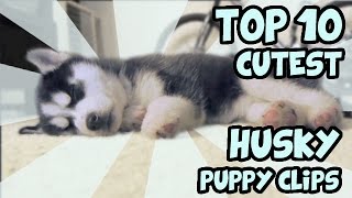 TOP 10 CUTEST HUSKY PUPPY VIDEOS OF ALL TIME [upl. by Deana]