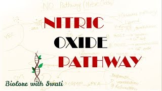 Nitric Oxide Pathway  NO pathway  cGMP Pathway [upl. by Roobbie]