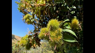 Chrysolepis chrysophylla giant chinquapin and Chrysolepis sempervirens bush chinquapin [upl. by Heymann]