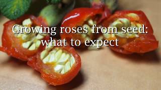 Growing roses from seed what to expect [upl. by Curhan907]