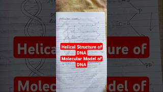 Helical Structure of DNA Molecular Model of DNA Notes shortnotes dna biology youtubeshorts [upl. by Innob978]