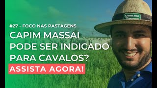 Capim Massai pode ser indicado para cavalos  Foco nas Pastagens 27 [upl. by Gebhardt]