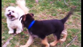 Funny head tilt  Indy the German Shepherd Puppy  11 weeks old [upl. by Farly]