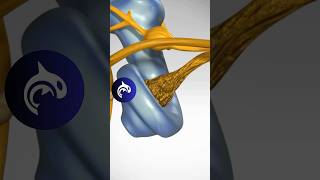 See how Hearing Loss from Nerve Degeneration works in 3D Animation [upl. by Elleraj]