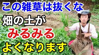 【目からウロコ】どんどん伸びるこの雑草の活用法教えます【カーメン君】【園芸】【家庭菜園】【土づくり】 [upl. by Mcilroy]