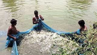 Pangasius Fish Harvesting ।। Village Pond Fish Farming ।। Net Fishing ।। Fish Farming [upl. by Lein517]