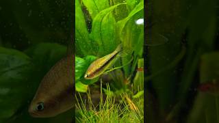 Rainbow Emperor Tetras are starting to colour up aquarium tetras rainbow emperor [upl. by Anrehs]