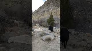 Black Yak mountains youtubeshorts animals wildlife [upl. by Ajnek]