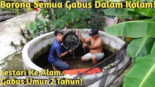 KURAS KOLAM IKAN GABUS CEK KONDISI BORONG DAN RELEASE KE ALAM [upl. by Akirdnuhs]