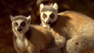 Lemurs Scent Attracts Females  Animal Attraction  BBC Earth [upl. by Acillegna]