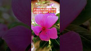 Flower 🌸 flowerplants plants gardening flowers shortsvideo [upl. by Troc840]