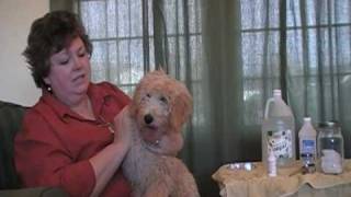 Labradoodles LampG Labradoodle Ear Care Tutorial [upl. by Caras369]