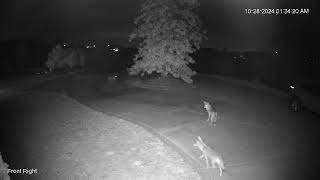 Coyote Pack Visit [upl. by Daisie]