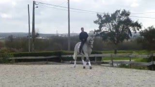 quotVidagoquot Lusitano Stallion  Feb 2016 [upl. by Ahseila]