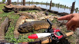 TEM MAIS PEIXE QUE AGUA NESSE LUGARpescaria [upl. by Devi]