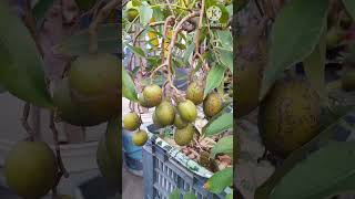 ছাদ বাগানে বারোমাসি আমড়াBaromasi mangoes in the roof gardenfruit rooftop garden season shorts [upl. by Dennet583]