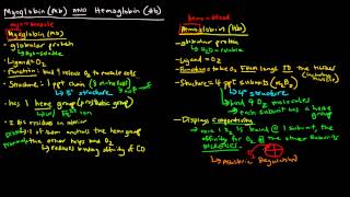 Myoglobin and Hemoglobin Compare and Contrast [upl. by Ydniw]