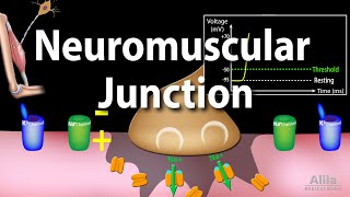 Neuromuscular Junction Animation [upl. by Ugo]