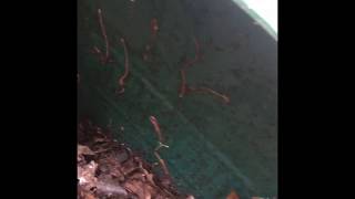 Does Adding Worms to Your Compost Tumbler Make a Difference [upl. by Mick962]