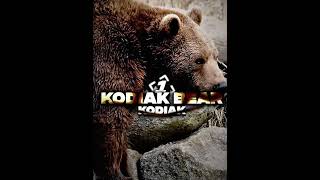 Polar bear vs kodiak bear  youtube [upl. by Aig]