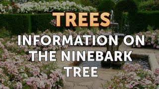 Information on the Ninebark Tree [upl. by Frank939]