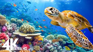 NEW 11HR Stunning 4K Underwater footage  Rare amp Colorful Sea Life VideoRelaxing Sleep Music [upl. by Leonsis]