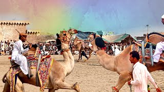 Big Camel dancecamel dance muqablaرقص الجملحقدالجمل [upl. by Nehtanoj]