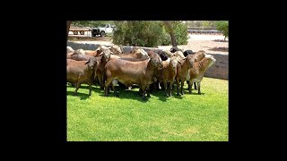 Best sheep breed in the world  Meatmaster Rams in Namibia [upl. by Lala]