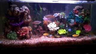 Lake Malawi African cichlid 40 gallon fish tank [upl. by Ymaral412]