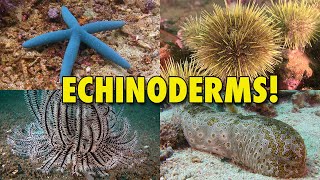 The Spiny World of Echinoderms  JONATHAN BIRDS BLUE WORLD [upl. by Nnewg]