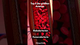 Top 5 der größten Arterien youtubeshorts top5 arterien körper fakten [upl. by Fabrianna]